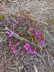 Tetratheca thymifolia