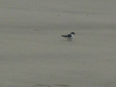 Tachycineta albiventer