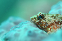 Sebastiscus marmoratus