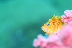 Cirrhitichthys aureus