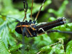 Forsteropsalis pureora