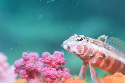 Grub fish (Parapercis pulchella) — Pinguipedidae — 4