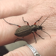 Carabus granulatus