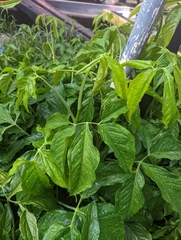 Syngonium