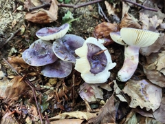 Russula amoena