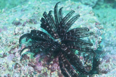 Crinoidea