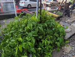 Syngonium