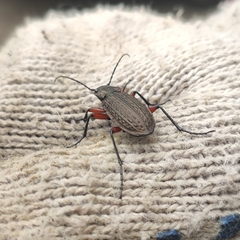 Carabus granulatus