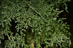 Hymenophyllum flexuosum