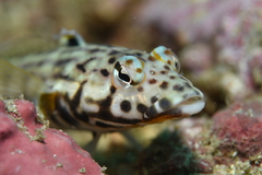 Parapercis kamoharai