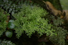 Hymenophyllum flexuosum