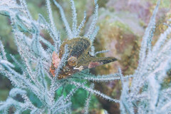 Pteriidae