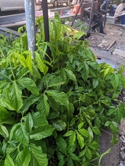 Syngonium