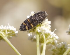 Acmaeoderella flavofasciata