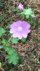 Malva moschata