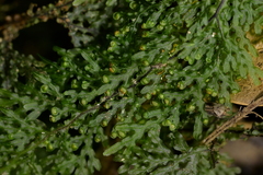 Hymenophyllum flexuosum