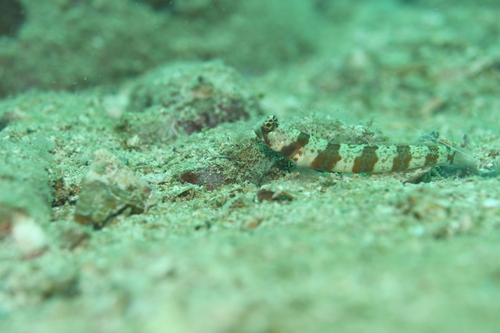 Broadbanded shrimpgoby (Amblyeleotris periophthalma) — Gobiidae