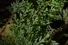 Hymenophyllum flexuosum