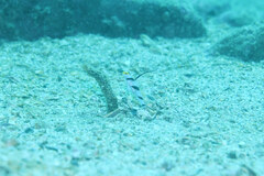 Stonogobiops nematodes