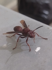 Polistes tenebricosus