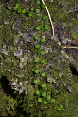 Stellaria parviflora