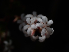 Leucopogon amplexicaulis