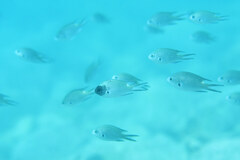 Chromis notata