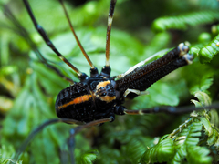 Forsteropsalis pureora