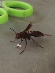 Polistes tenebricosus