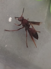 Polistes tenebricosus