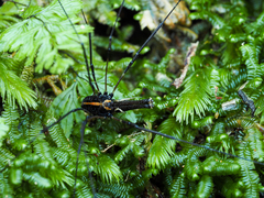 Forsteropsalis pureora