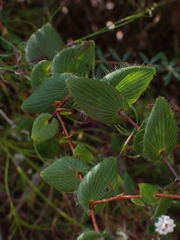 Leucopogon amplexicaulis