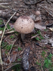 Agaricus sylvaticus