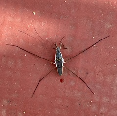 Limnogonus