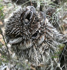 Banksia ornata