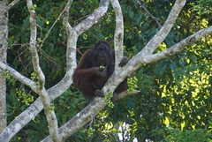 Pongo pygmaeus morio