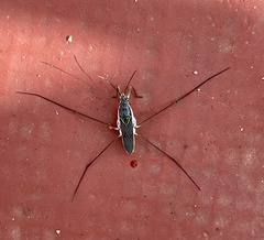 Limnogonus