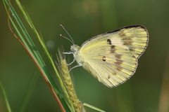 Colotis amata