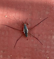 Limnogonus