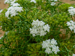 Echinophora spinosa