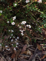 Leucopogon amplexicaulis