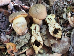 Butyriboletus appendiculatus
