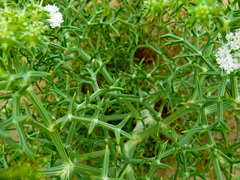 Echinophora spinosa