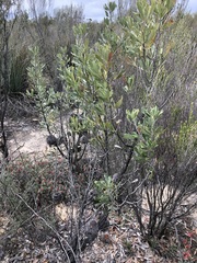Banksia ornata