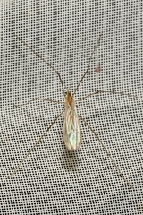 Erioptera