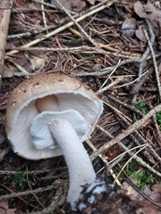 Agaricus sylvaticus