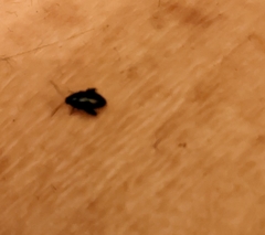 Chrysomelidae