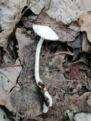 Leucoagaricus sericifer