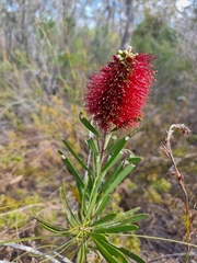 Melaleuca pachyphylla