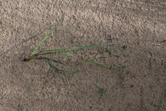 Eragrostis amurensis